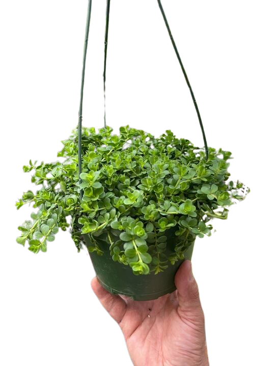 Peperomia Deppeana - Holiday Corner