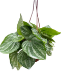 Peperomia Ecuador - Holiday Corner