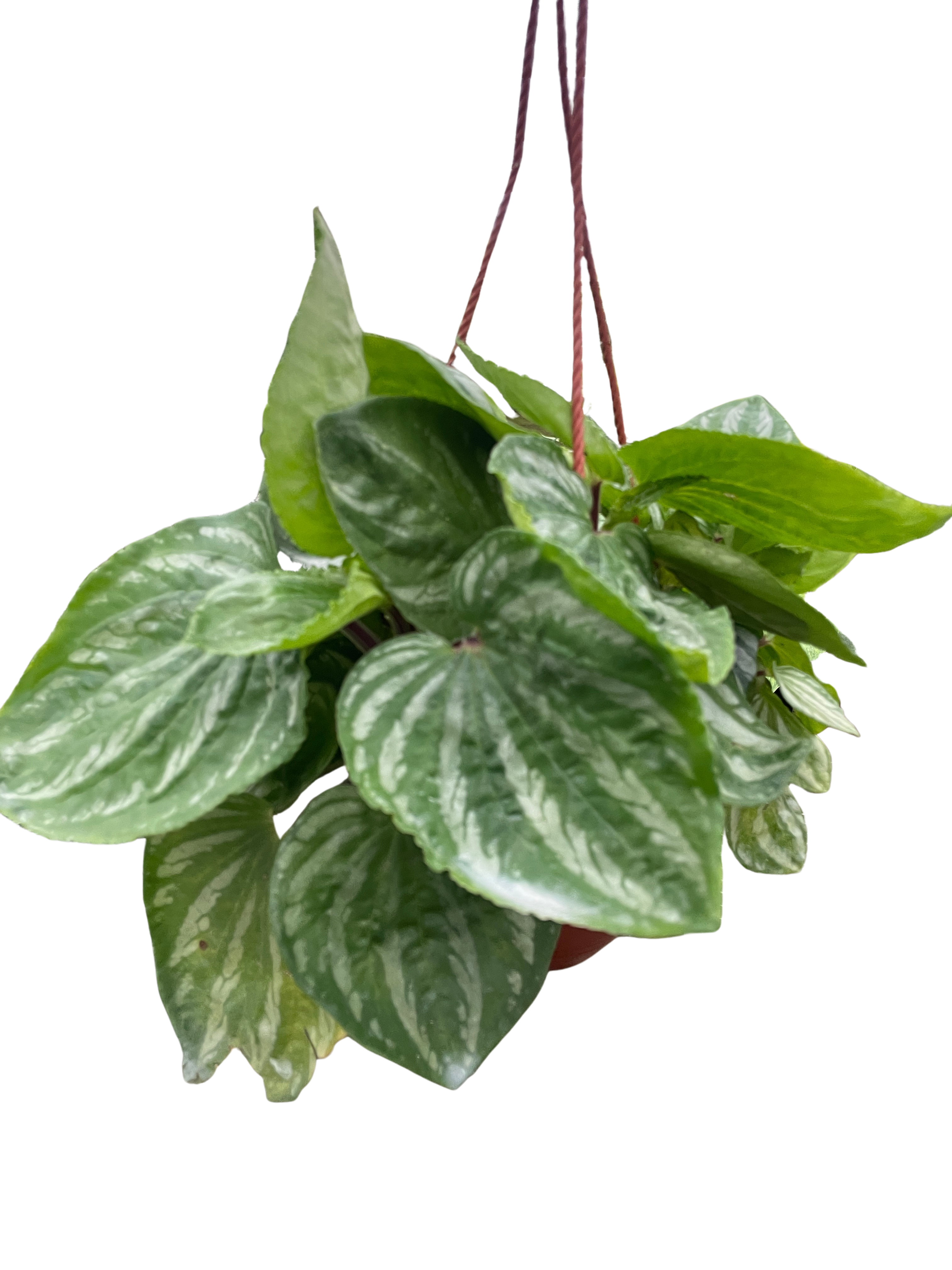 Peperomia Ecuador - Holiday Corner