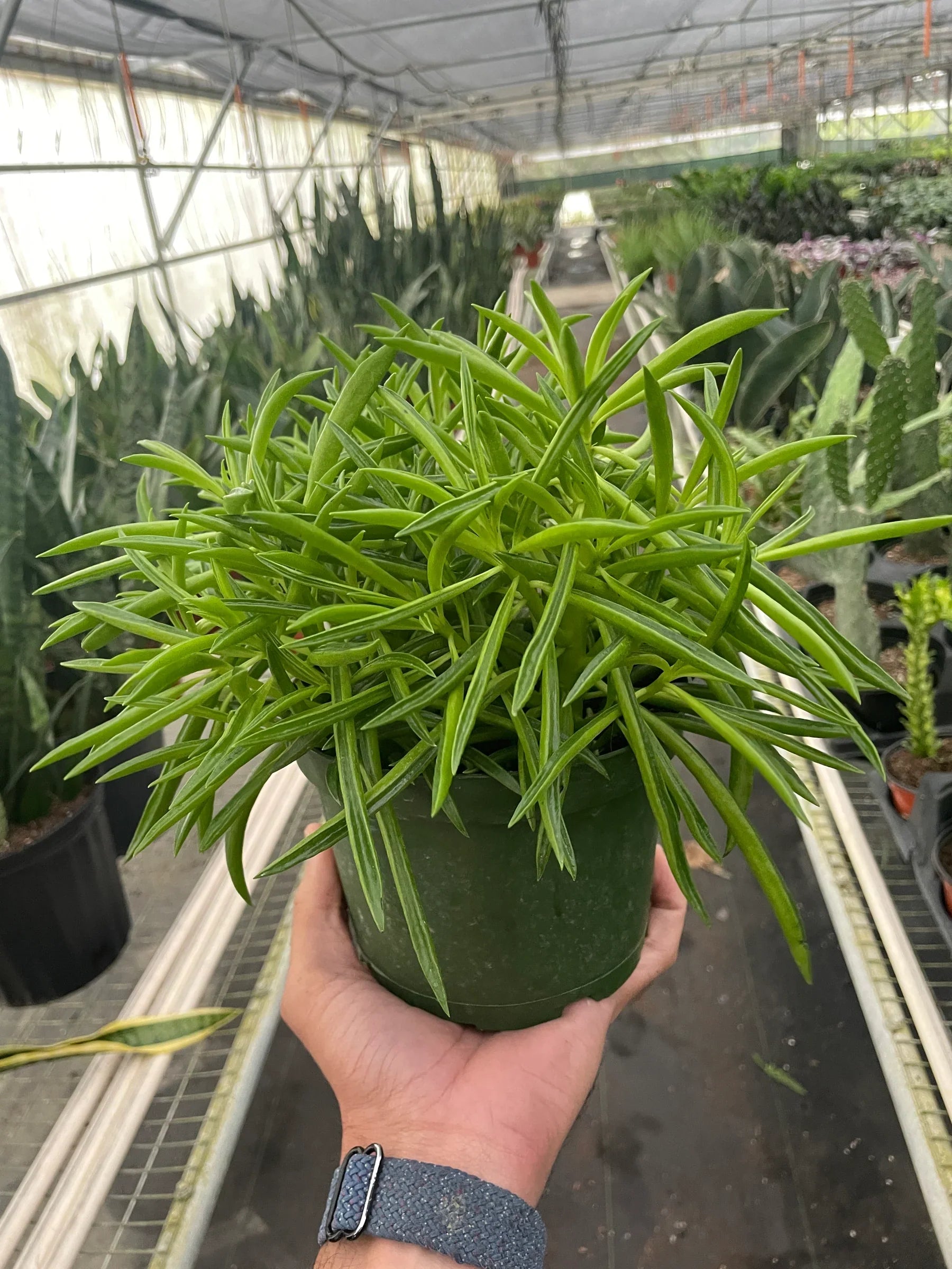 Peperomia 'Green Bean' - Holiday Corner