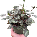 Peperomia 'Picollo Banda' - Holiday Corner