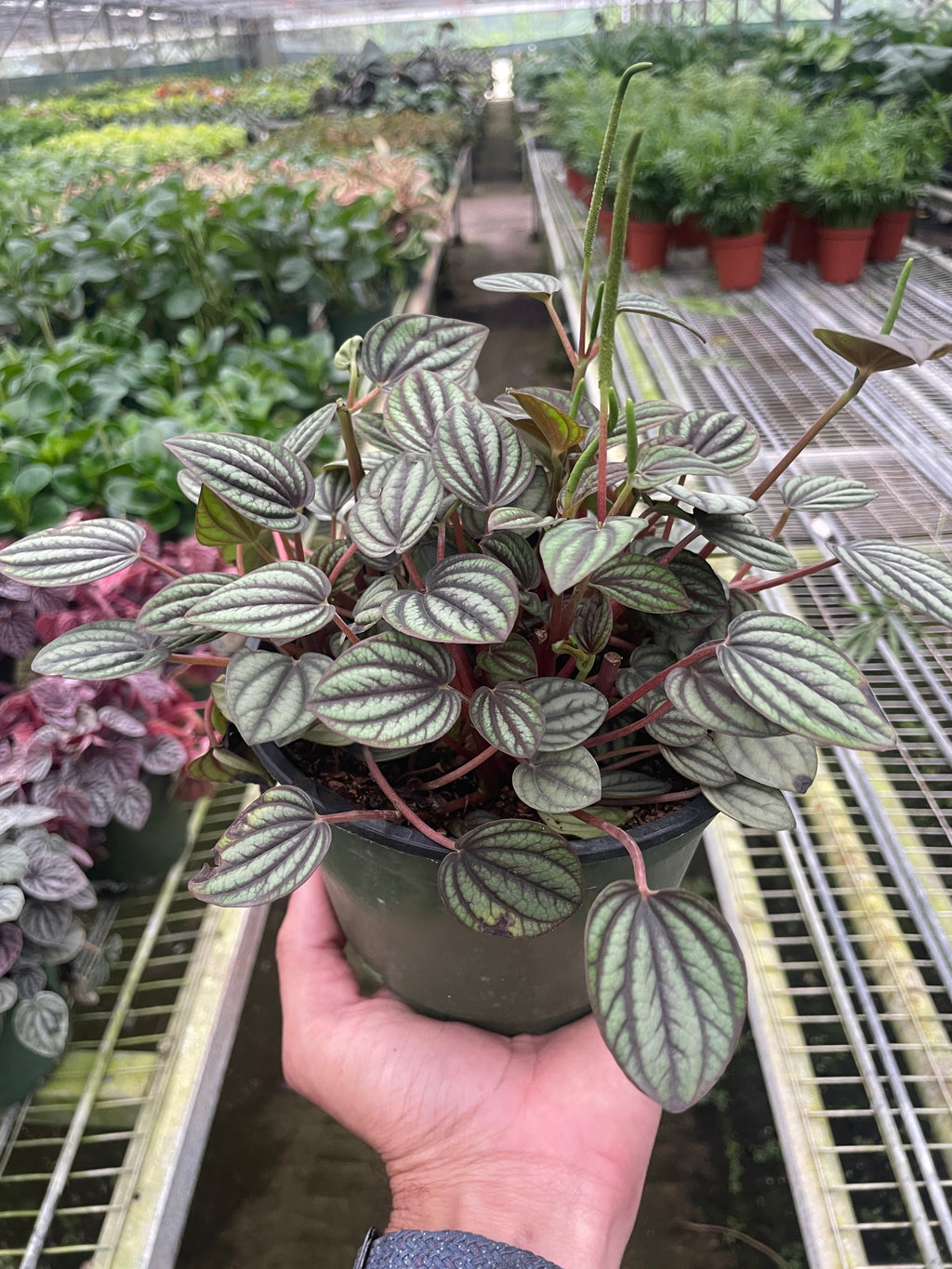 Peperomia 'Picollo Banda' - Holiday Corner