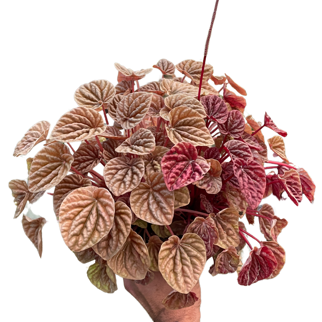 Peperomia 'Quito' - Holiday Corner