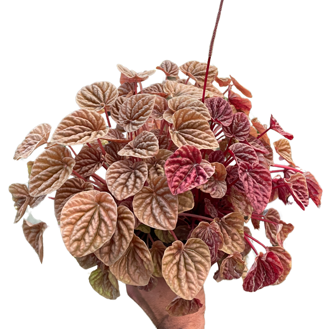 Peperomia 'Quito' - Holiday Corner