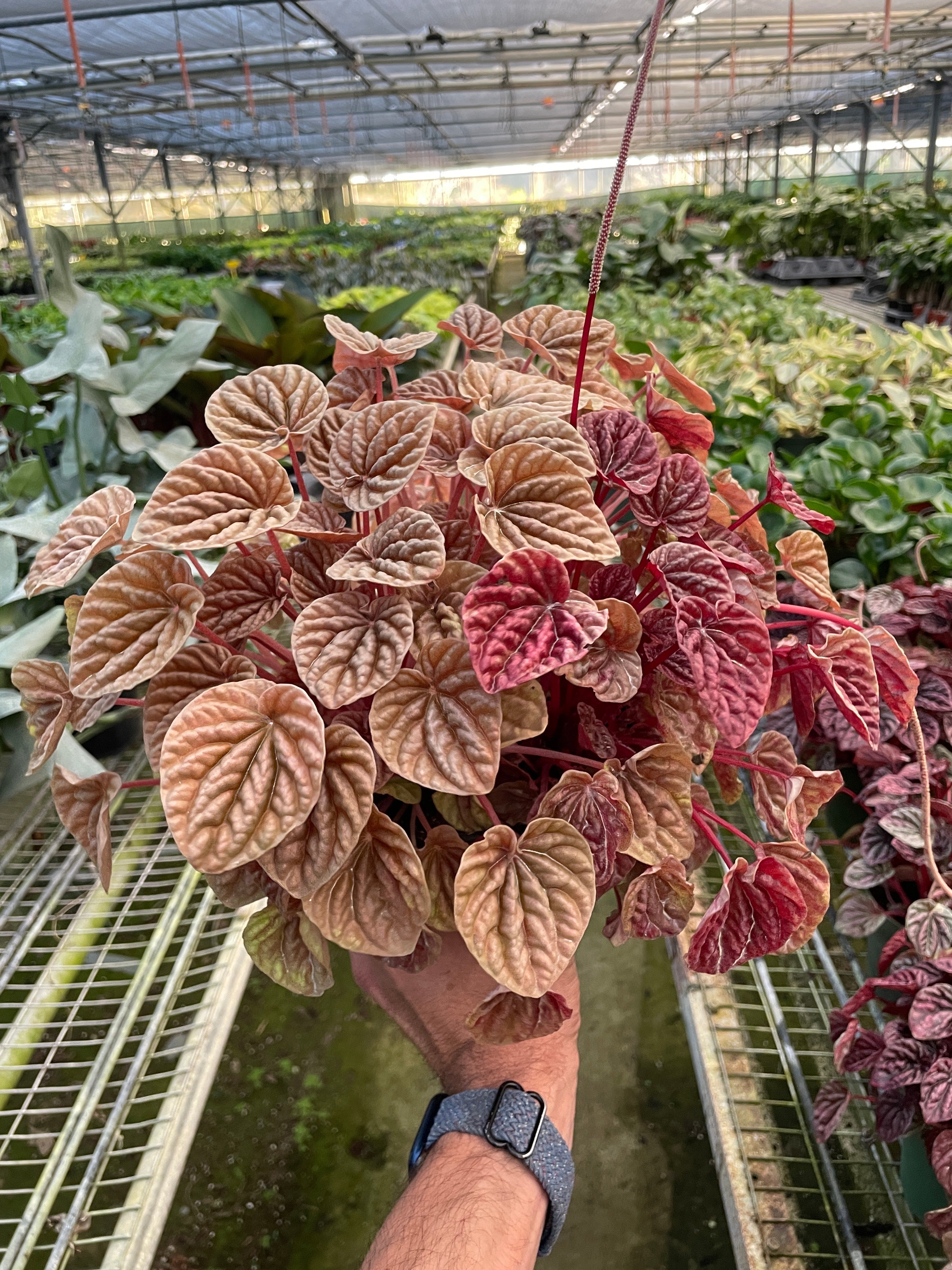 Peperomia 'Quito' - Holiday Corner
