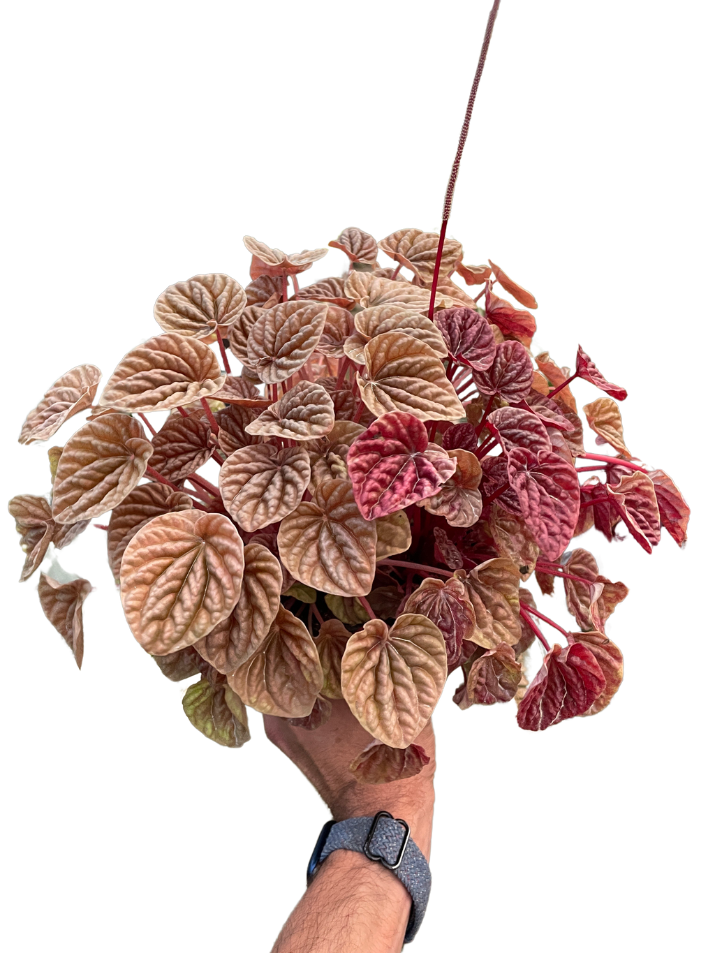 Peperomia 'Quito' - Holiday Corner