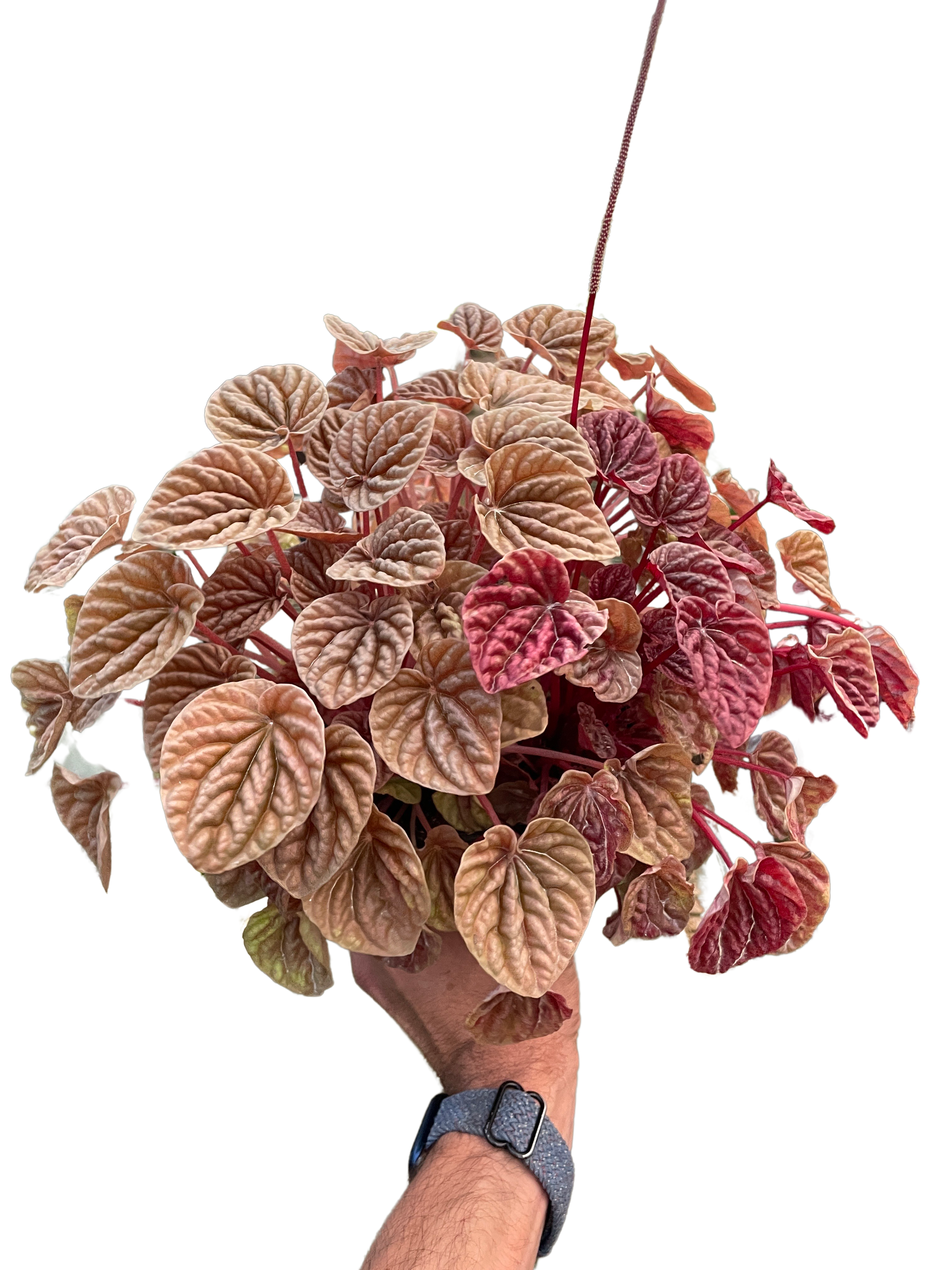 Peperomia 'Quito' - Holiday Corner