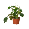 Peperomia 'Raindrop' - Holiday Corner