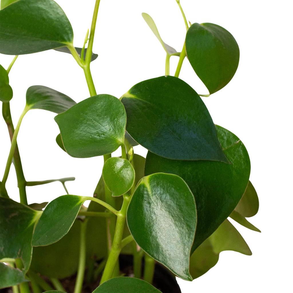 Peperomia 'Raindrop' - Holiday Corner