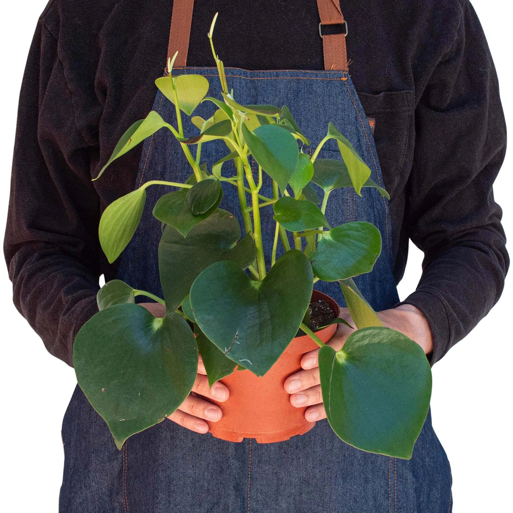 Peperomia 'Raindrop' - Holiday Corner