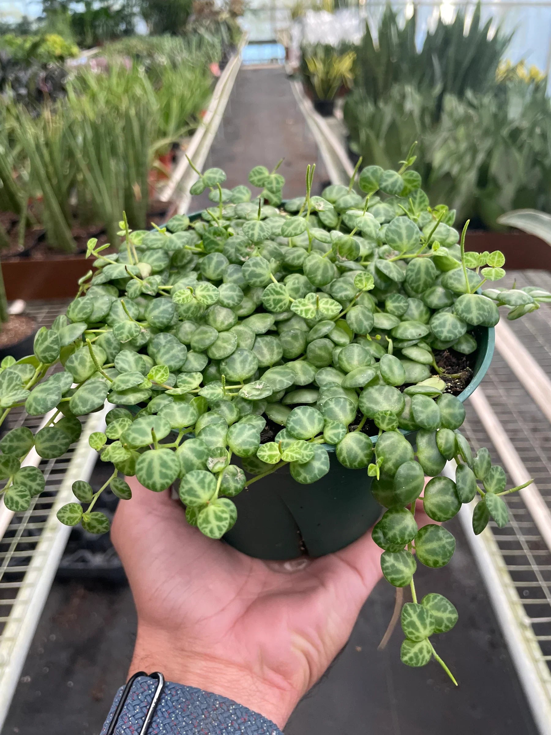 Peperomia Prostrata 'String of Turtles' - Holiday Corner