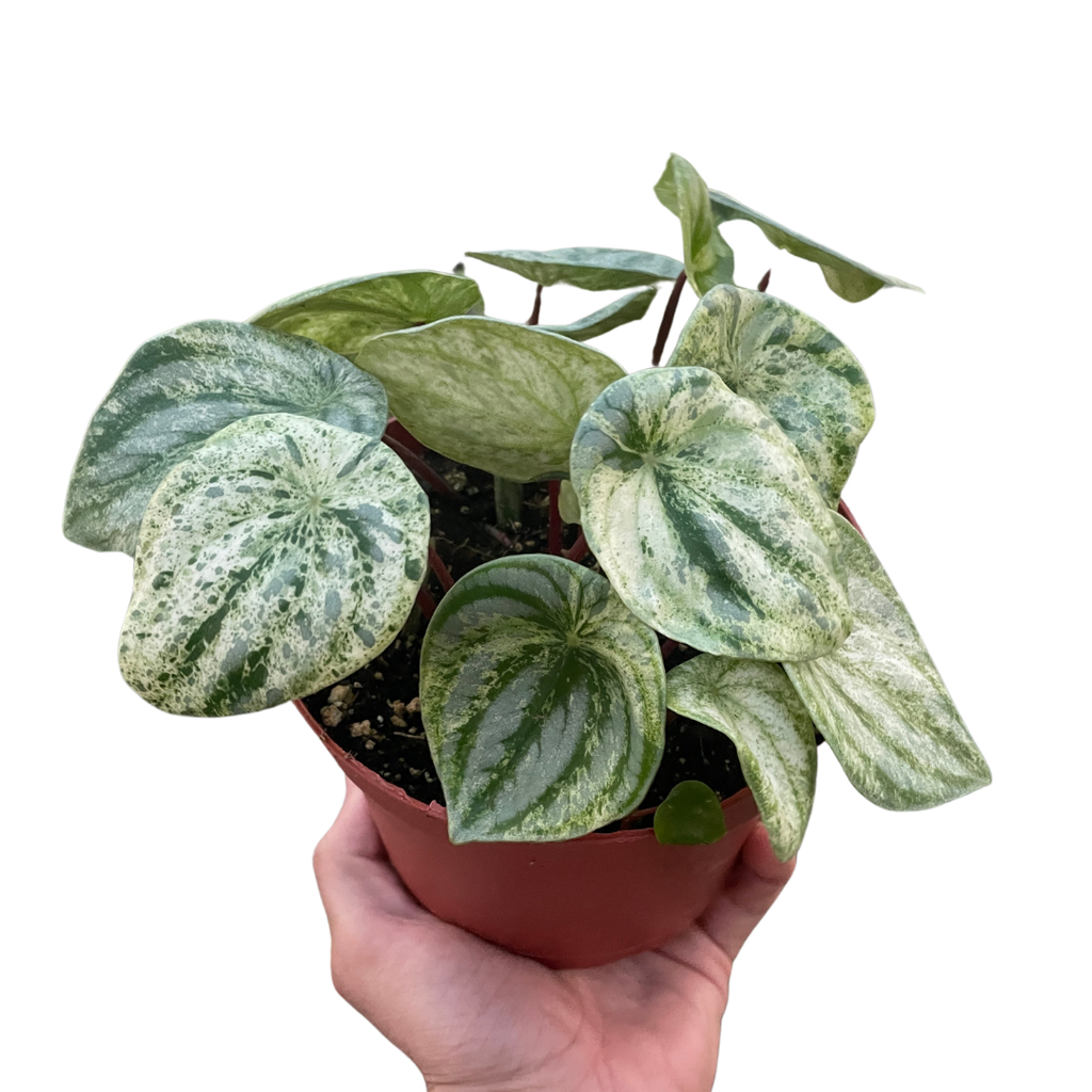 Peperomia 'Watermelon Variegated' - Holiday Corner