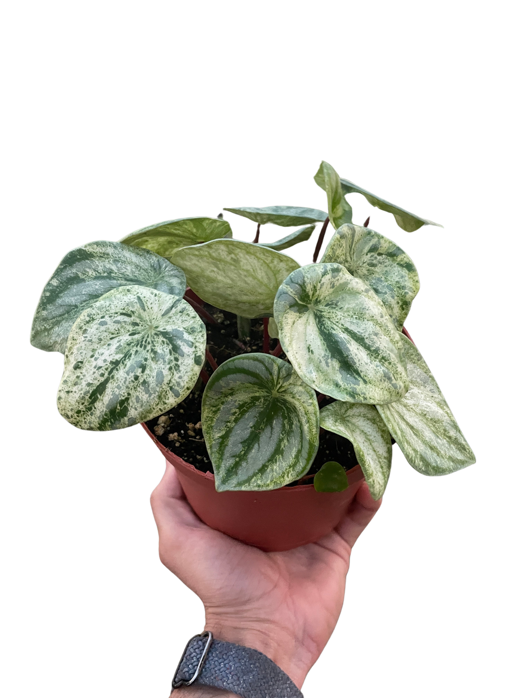 Peperomia 'Watermelon Variegated' - Holiday Corner