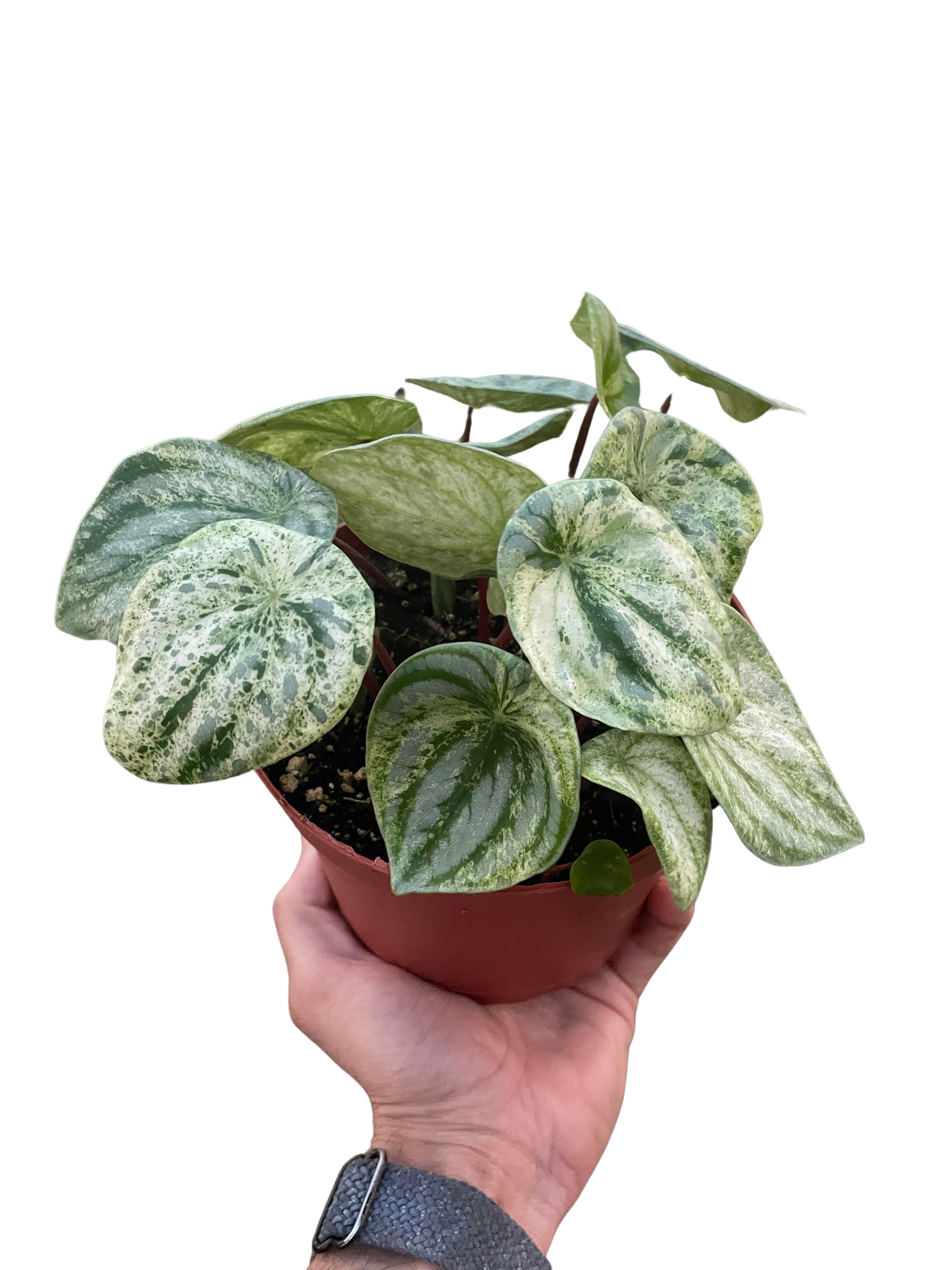 Peperomia 'Watermelon Variegated' - Holiday Corner