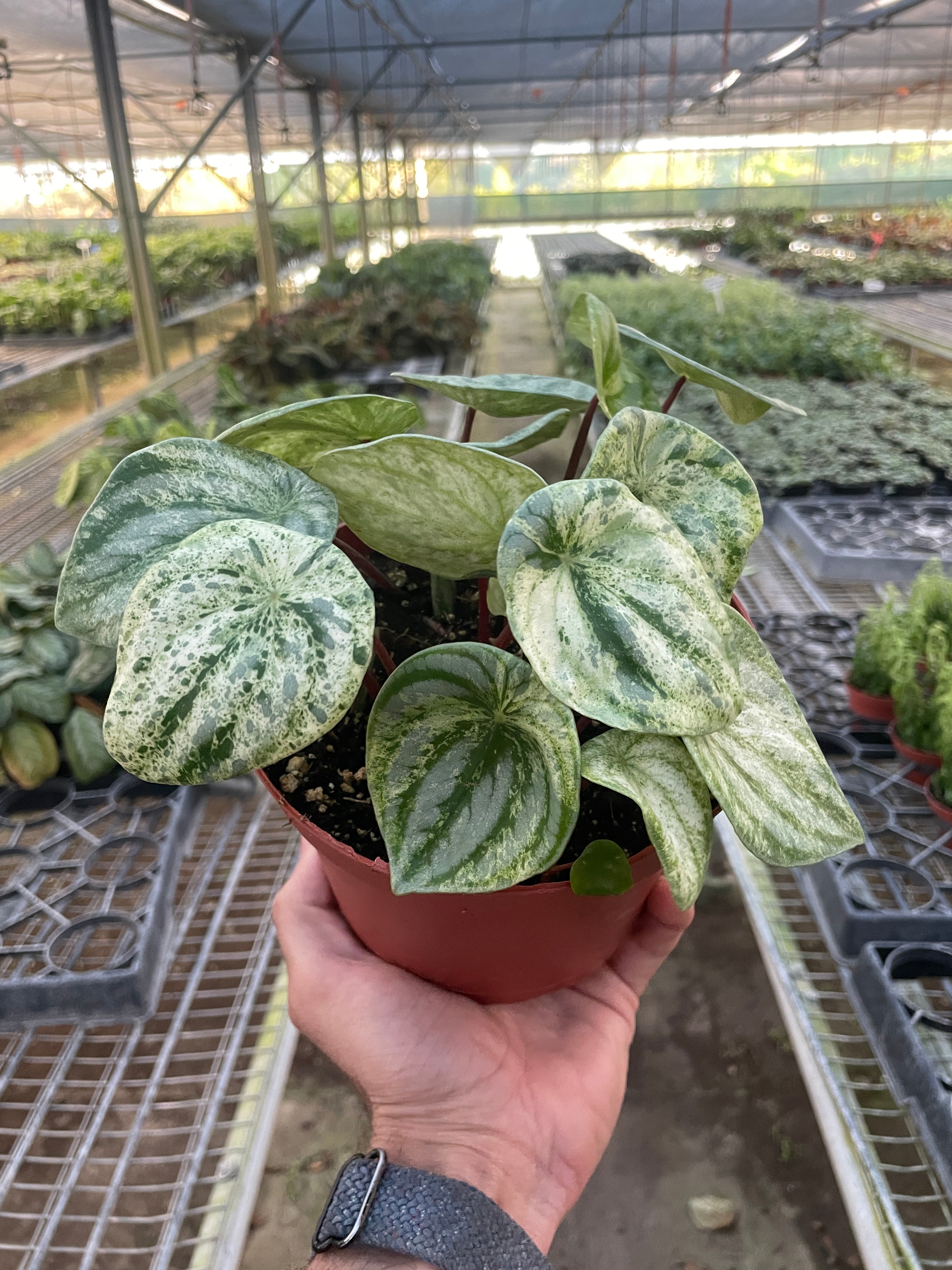 Peperomia 'Watermelon Variegated' - Holiday Corner