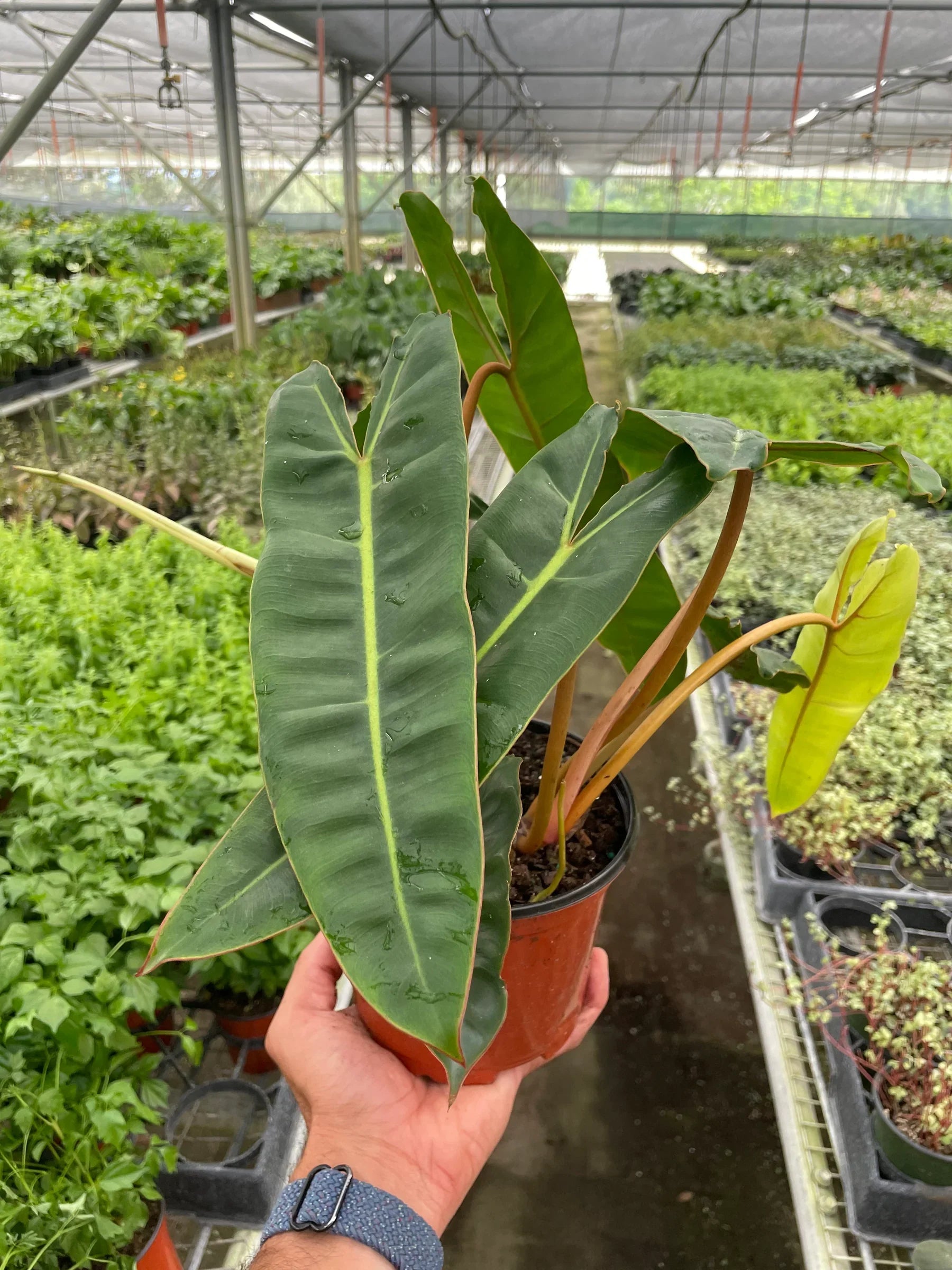 Philodendron 'Billietiae' - Holiday Corner