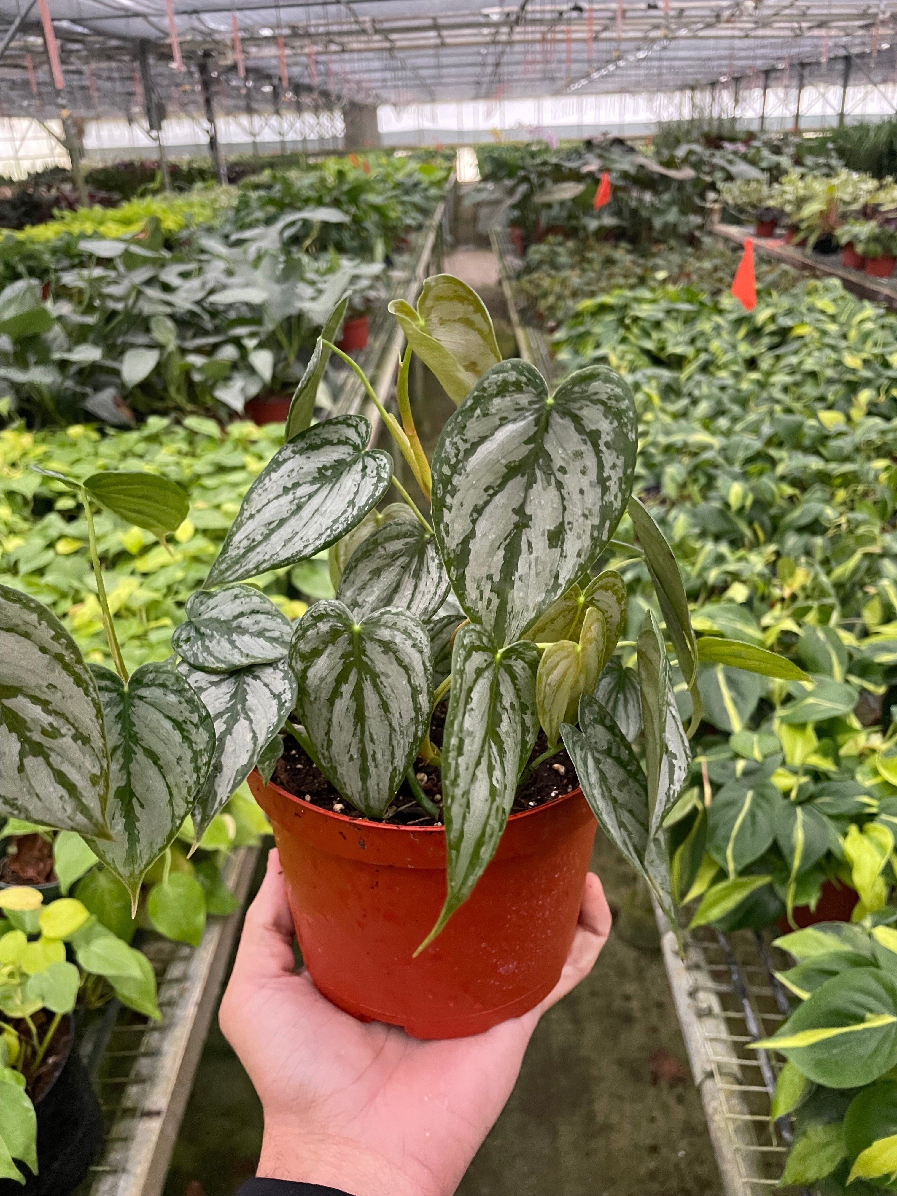 Philodendron 'Brandi' - Holiday Corner