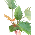 Philodendron Caramel Pluto - Holiday Corner