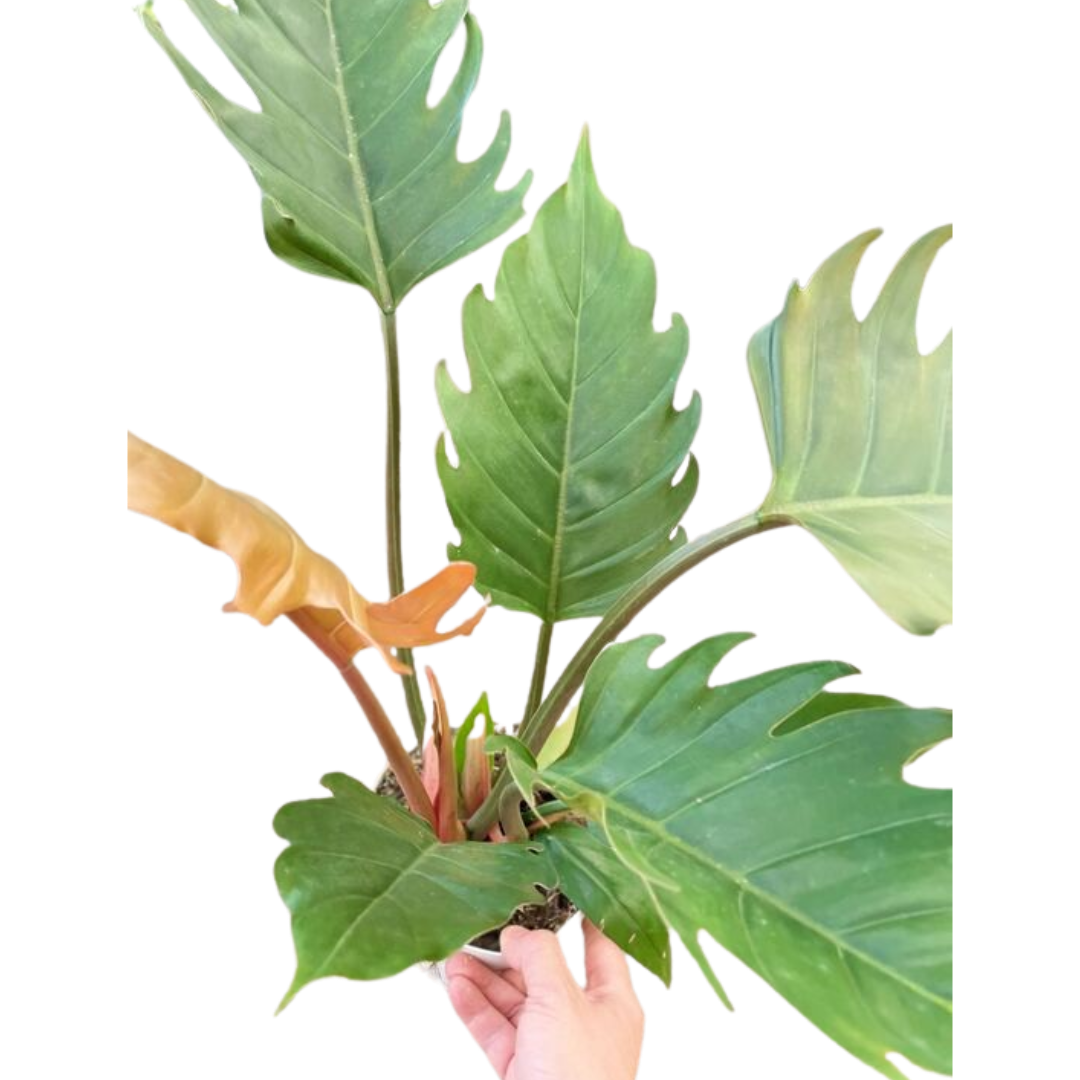 Philodendron Caramel Pluto - Holiday Corner