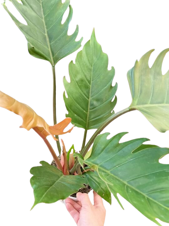 Philodendron Caramel Pluto - Holiday Corner