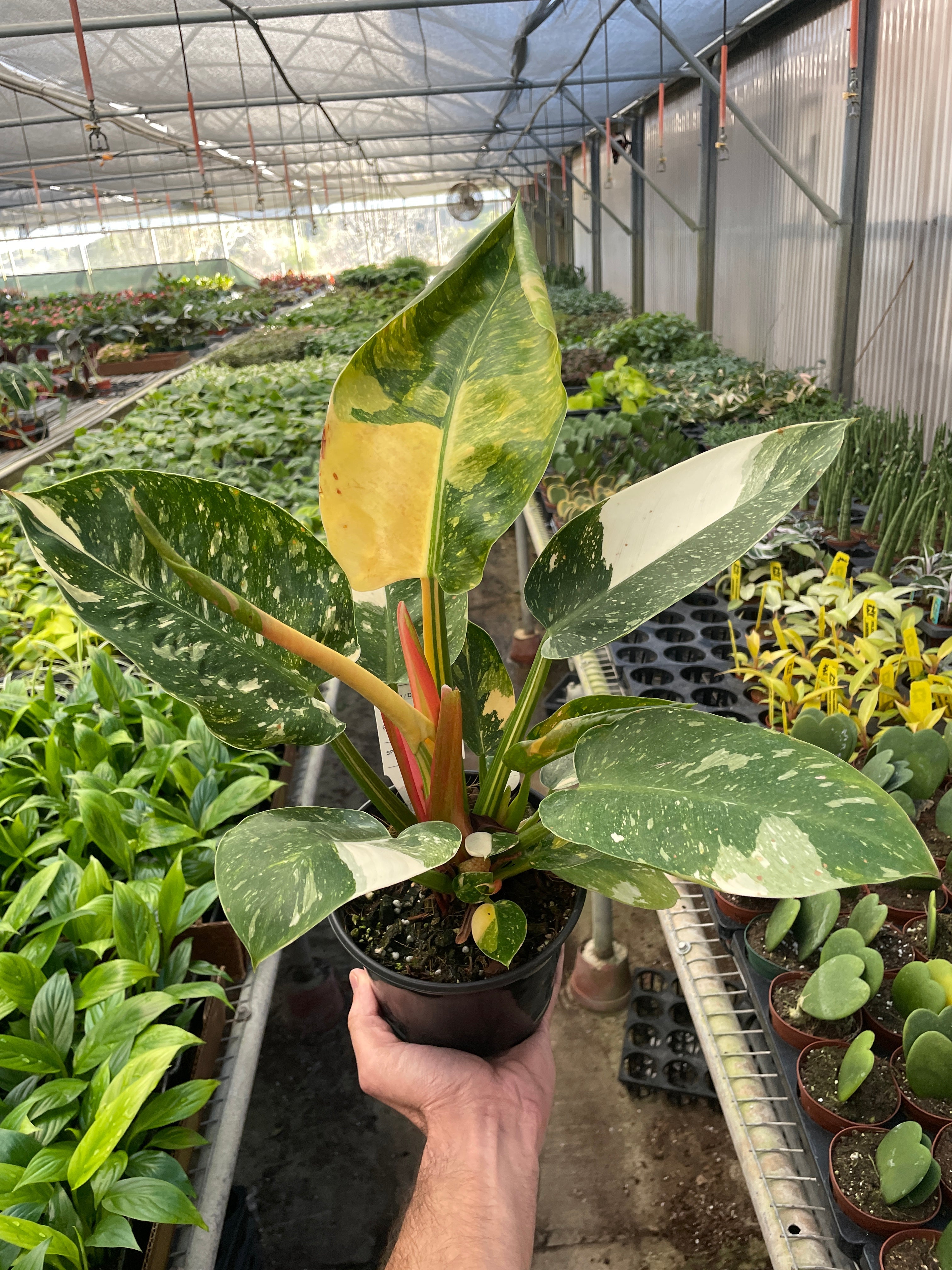 Philodendron 'Congo Green Variegated' - Holiday Corner