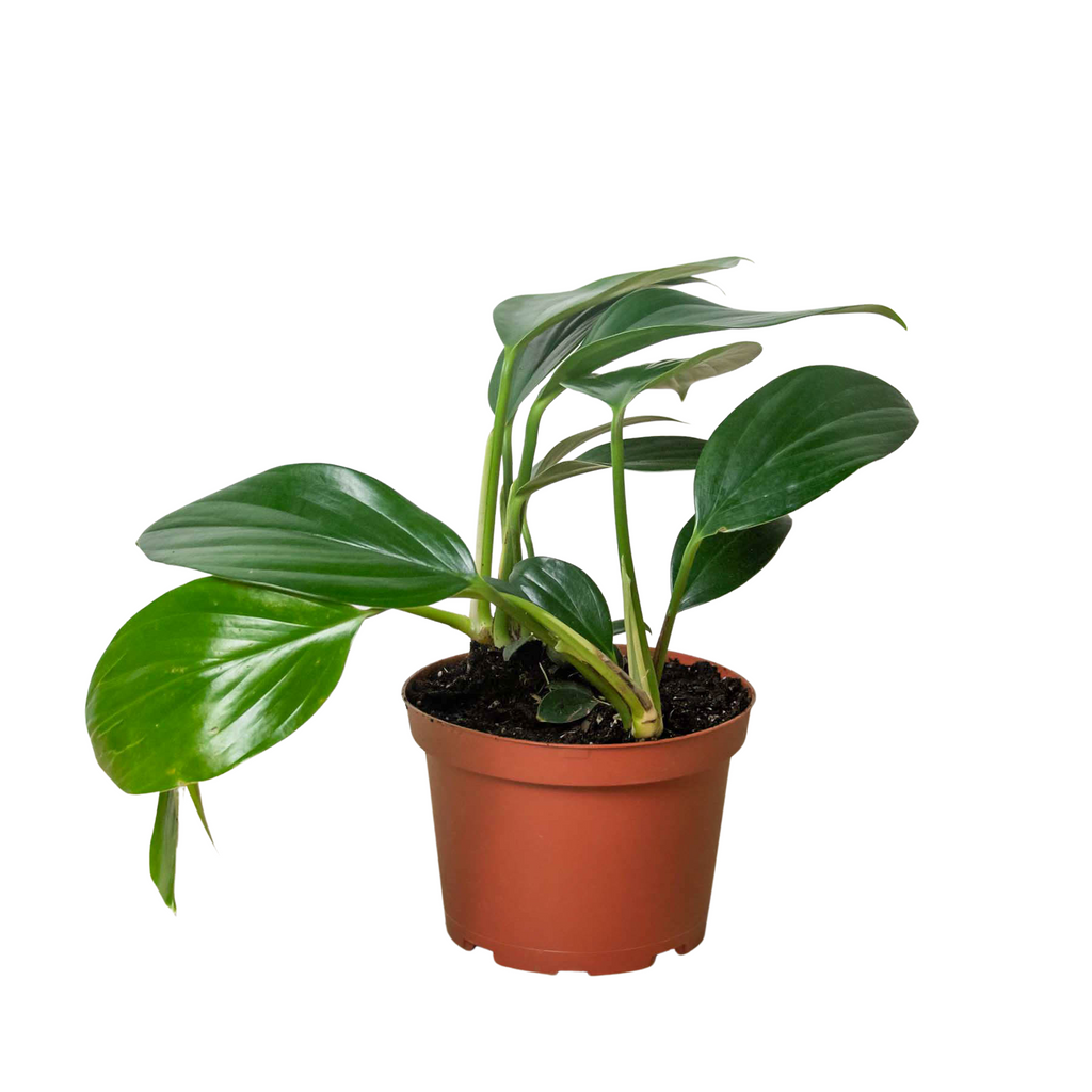 Philodendron 'Dragon Tail' - Holiday Corner