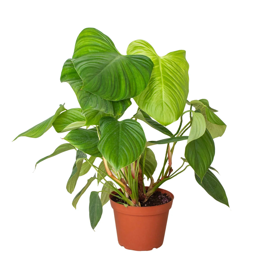Philodendron 'Fuzzy Petiole' - Holiday Corner