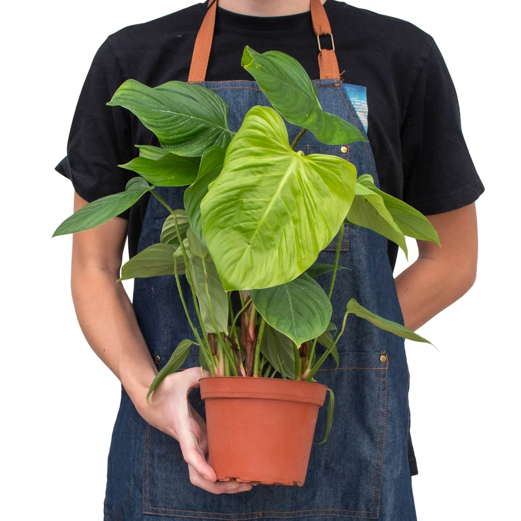 Philodendron 'Fuzzy Petiole' - Holiday Corner