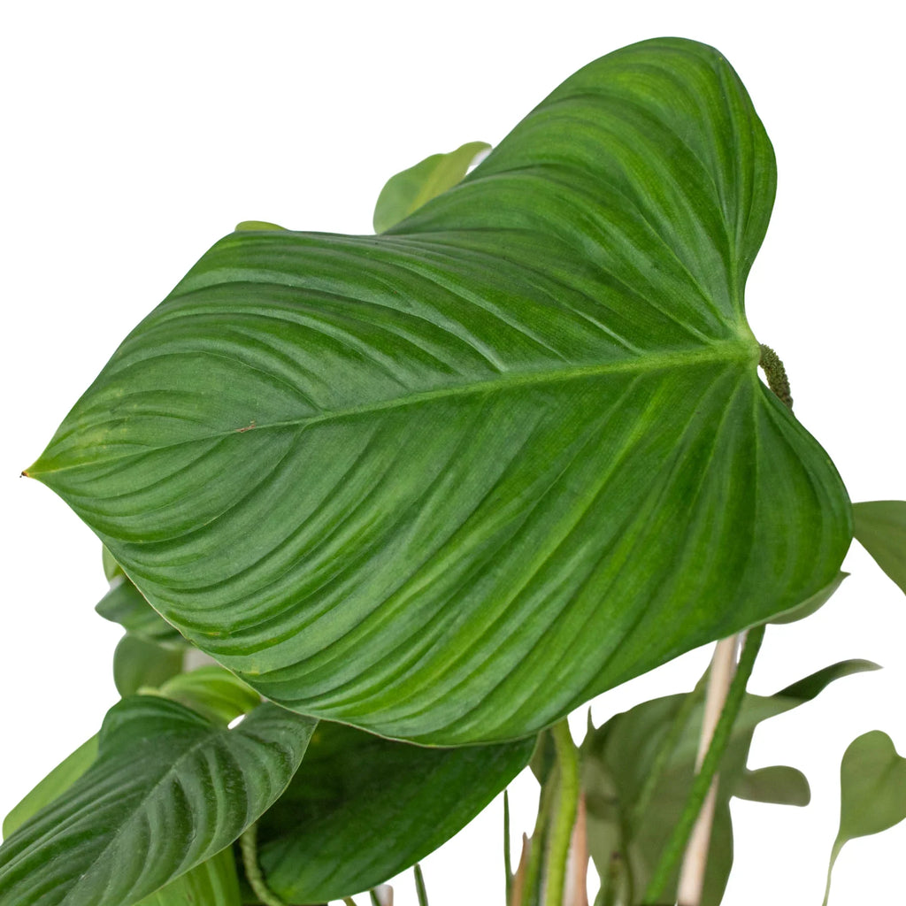 Philodendron 'Fuzzy Petiole' - Holiday Corner