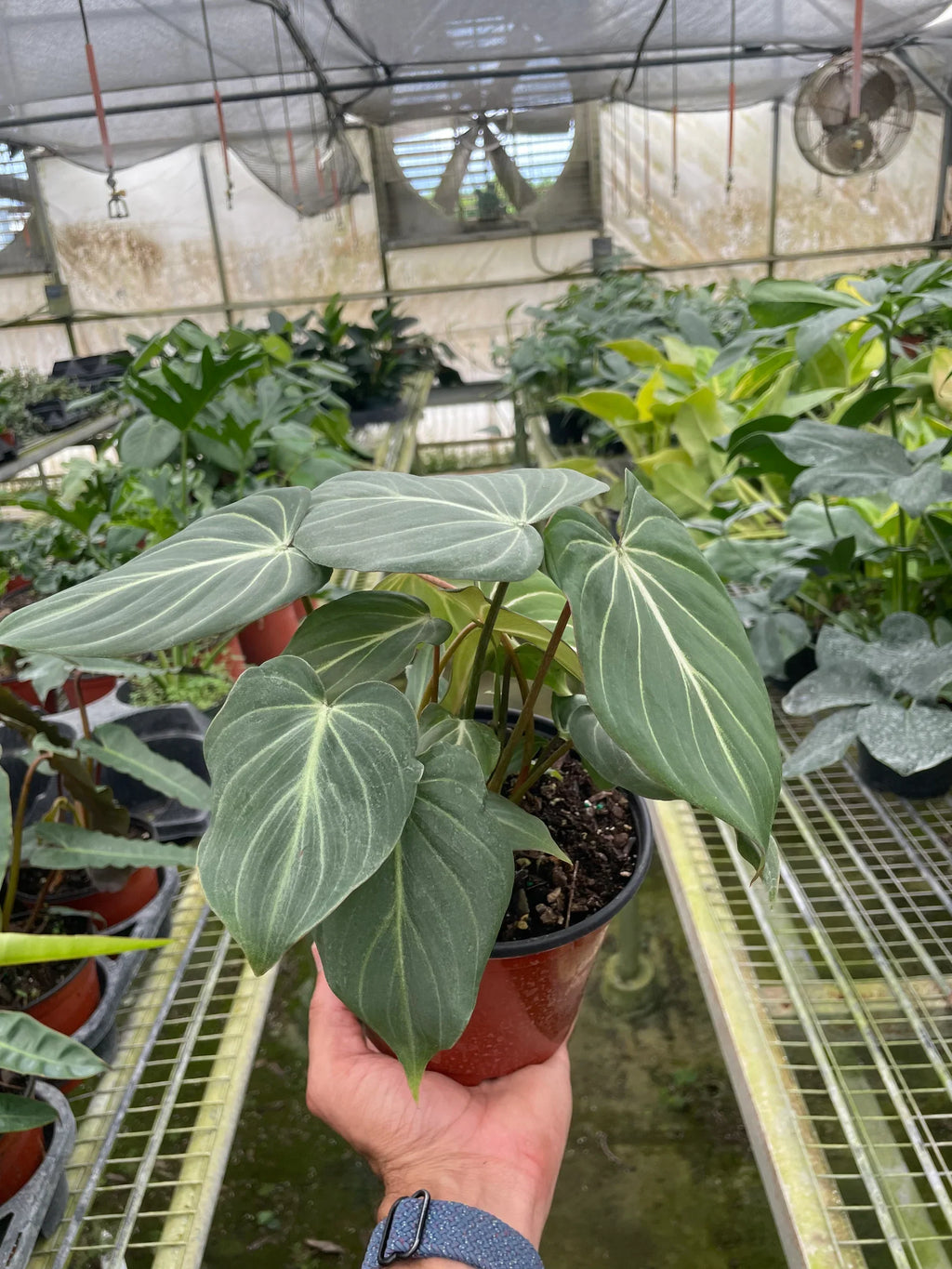 Philodendron Gloriosum - Holiday Corner