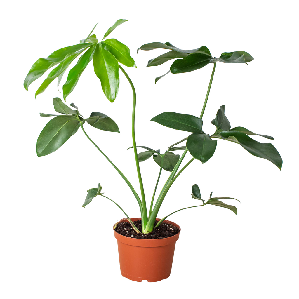 Philodendron 'Goeldii' - Holiday Corner