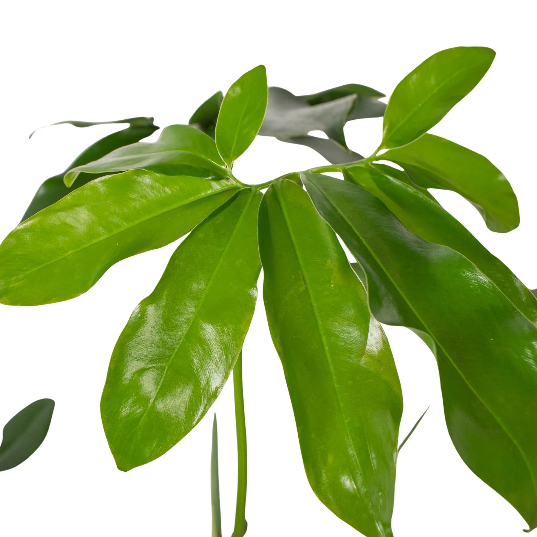 Philodendron 'Goeldii' - Holiday Corner
