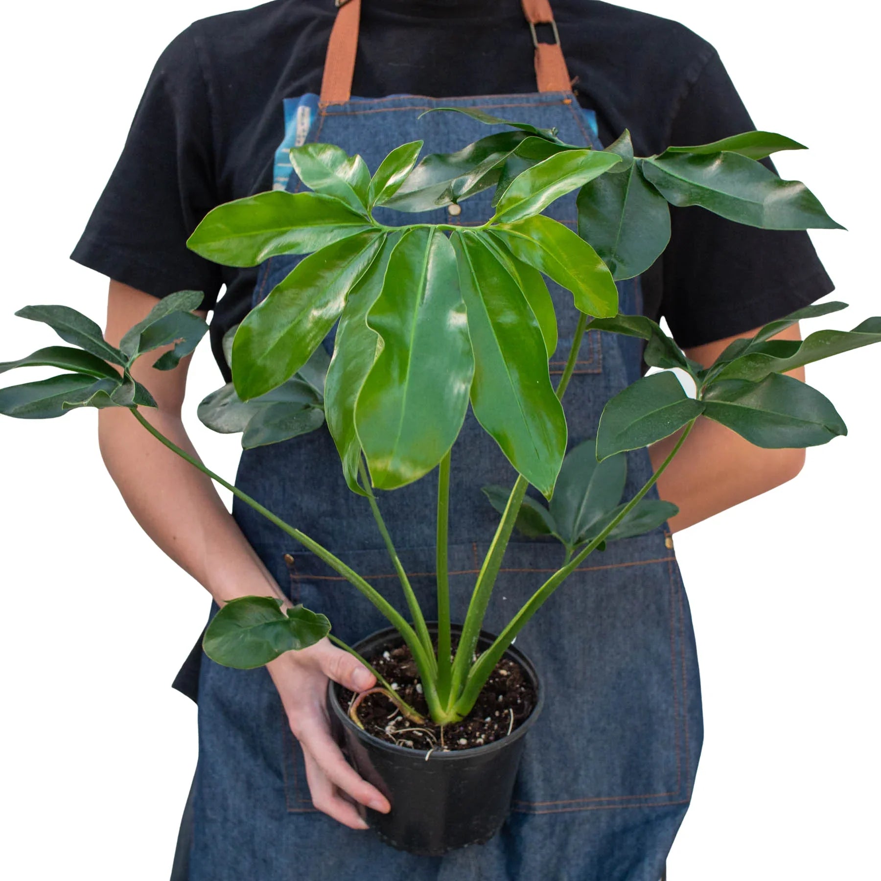 Philodendron 'Goeldii' - Holiday Corner