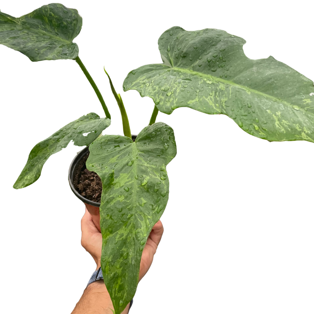 Philodendron 'Golden Dragon' - Holiday Corner