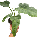 Philodendron 'Golden Dragon' - Holiday Corner