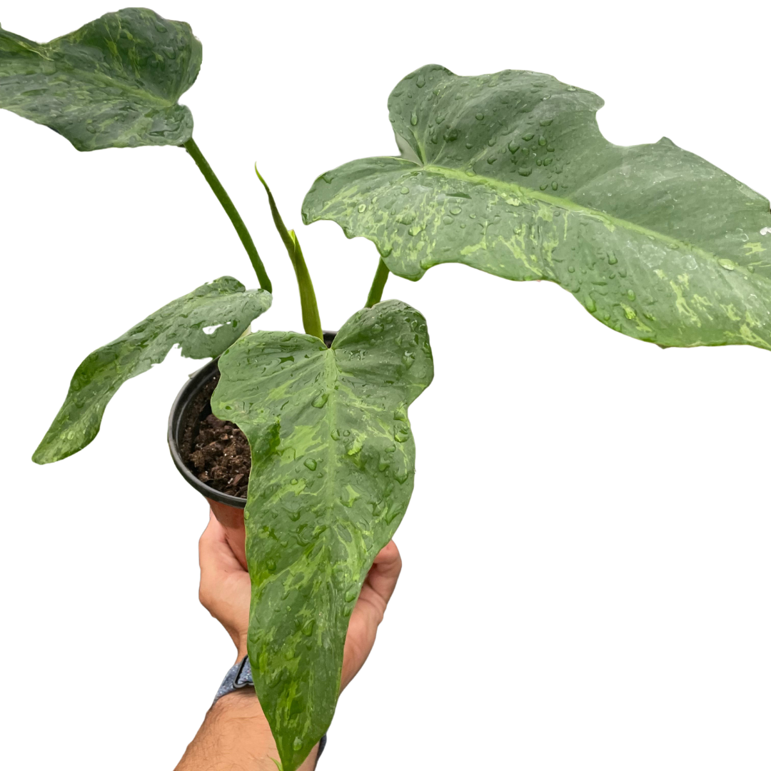 Philodendron 'Golden Dragon' - Holiday Corner