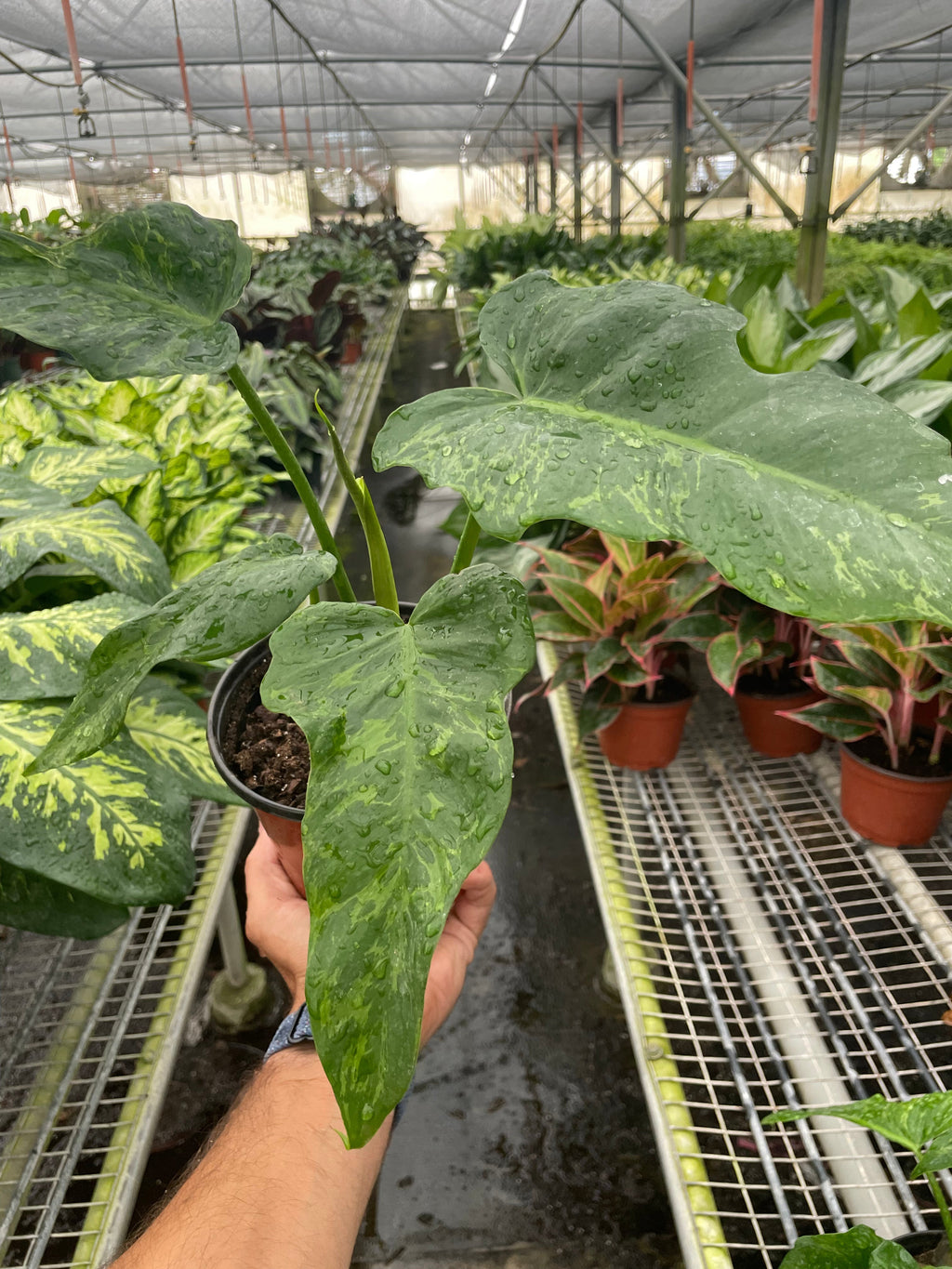 Philodendron 'Golden Dragon' - Holiday Corner