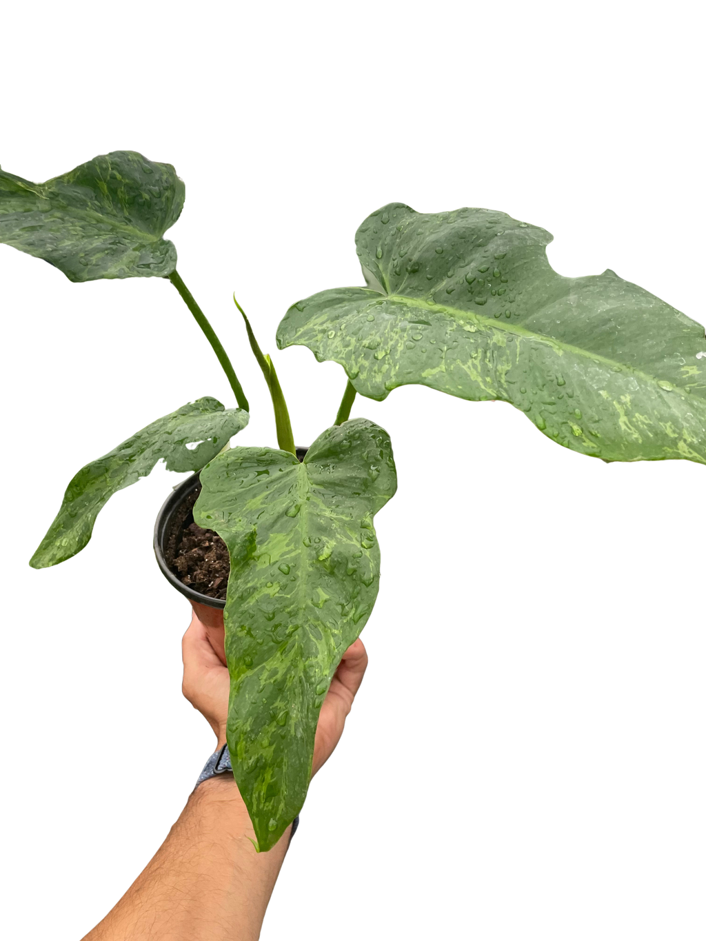 Philodendron 'Golden Dragon' - Holiday Corner