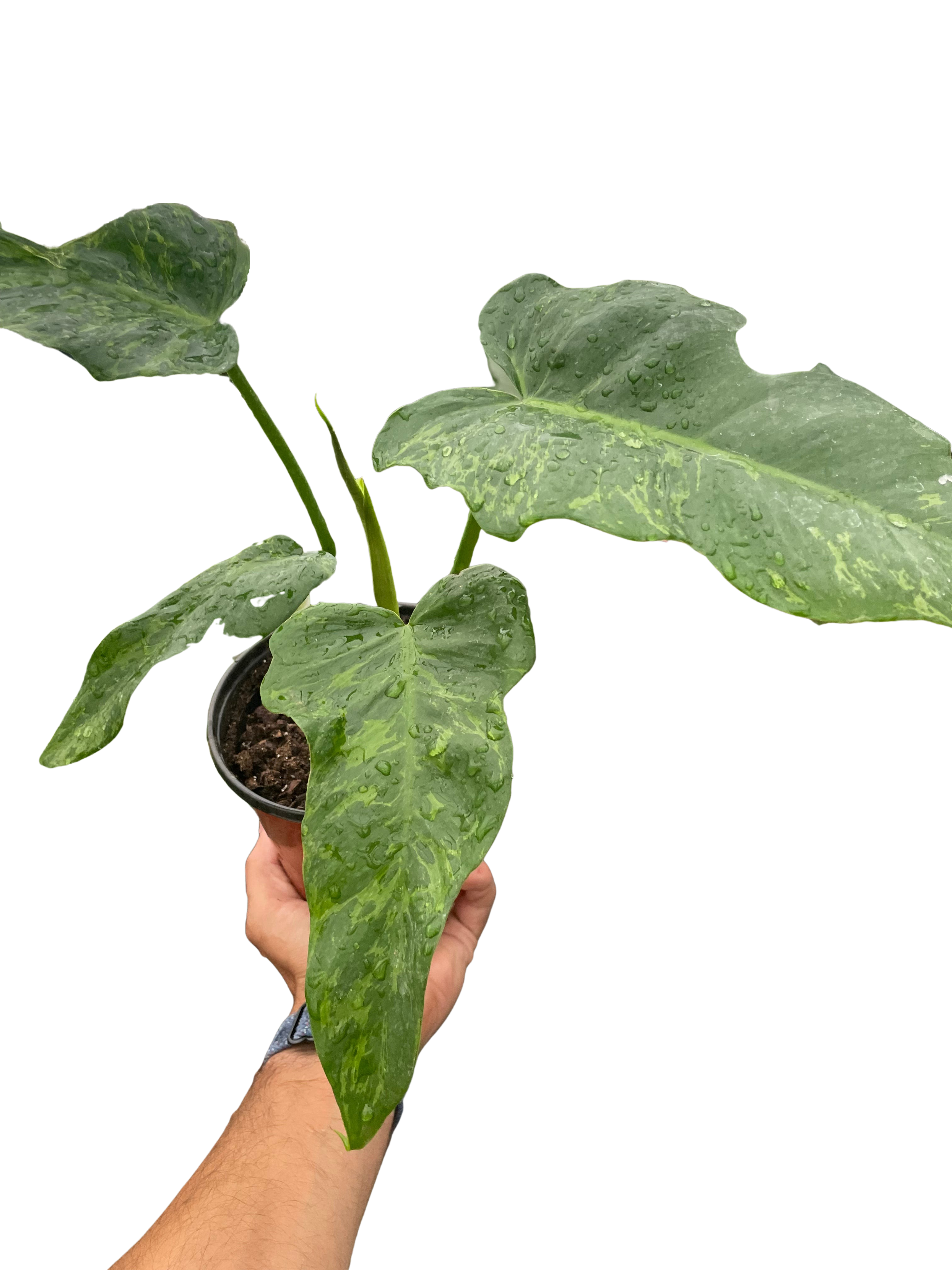 Philodendron 'Golden Dragon' - Holiday Corner