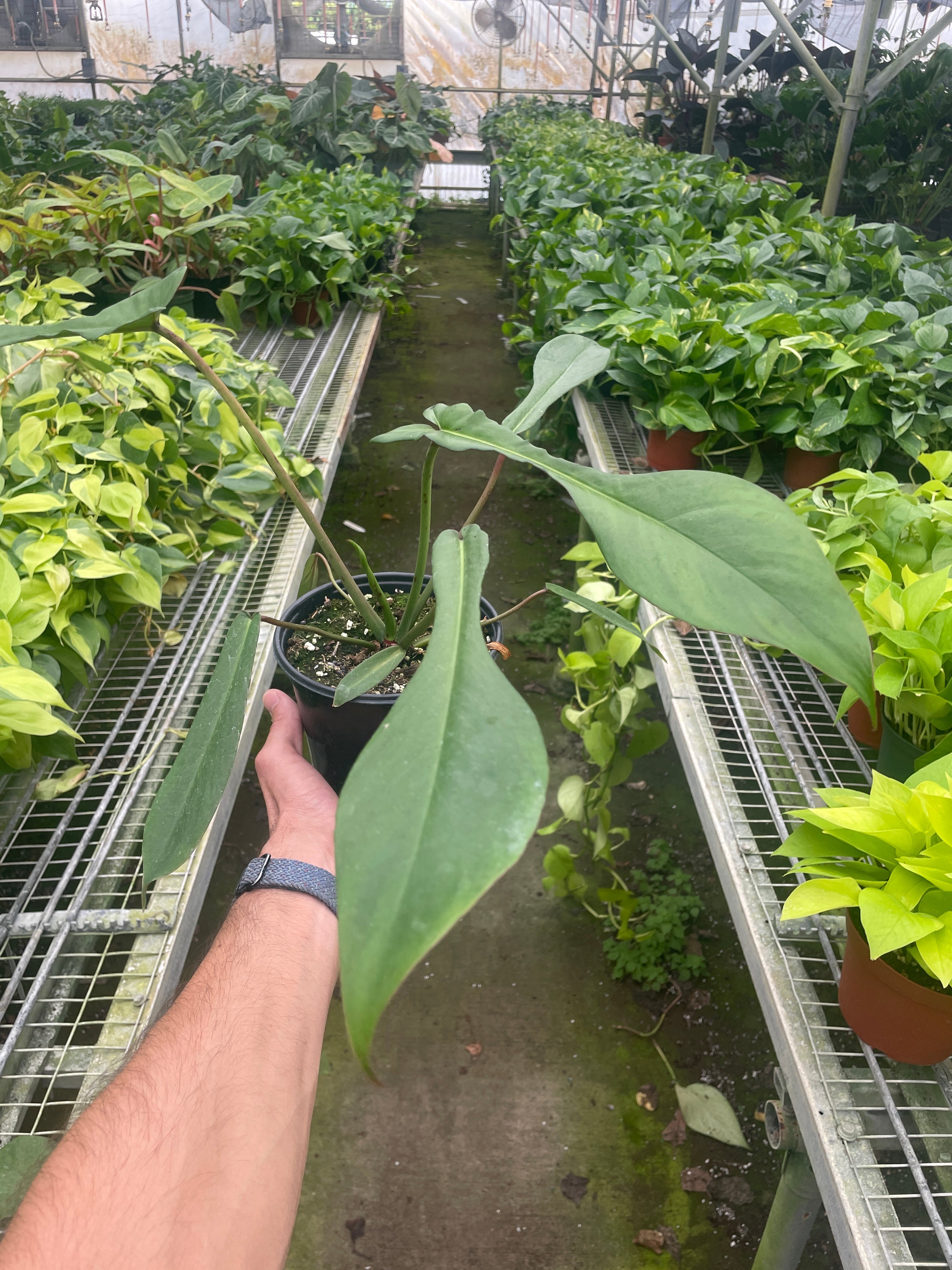 Philodendron 'Joepii' - Holiday Corner