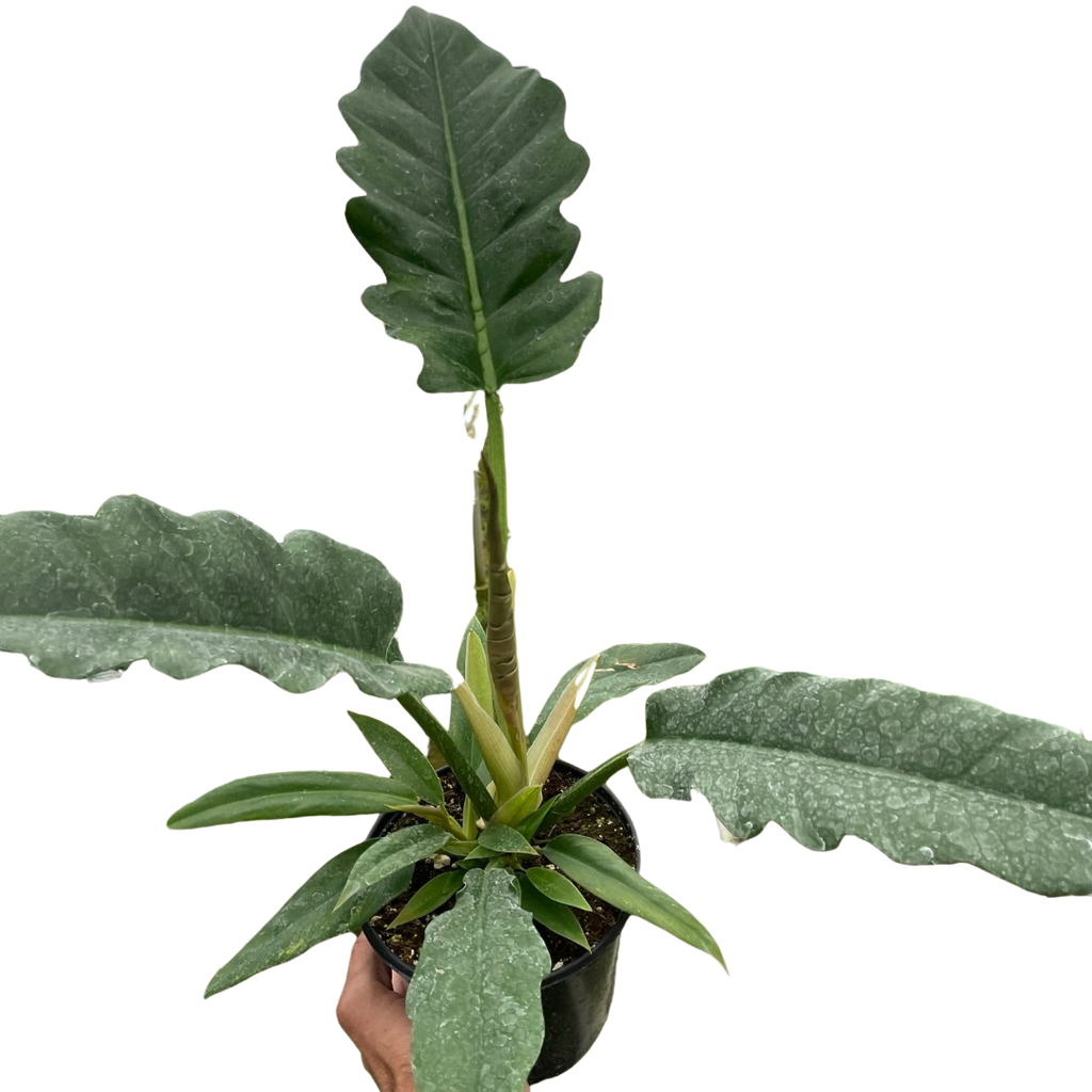 Philodendron 'Jungle Boogie' - Holiday Corner