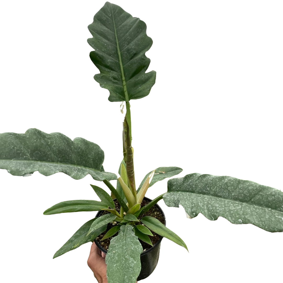 Philodendron 'Jungle Boogie' - Holiday Corner