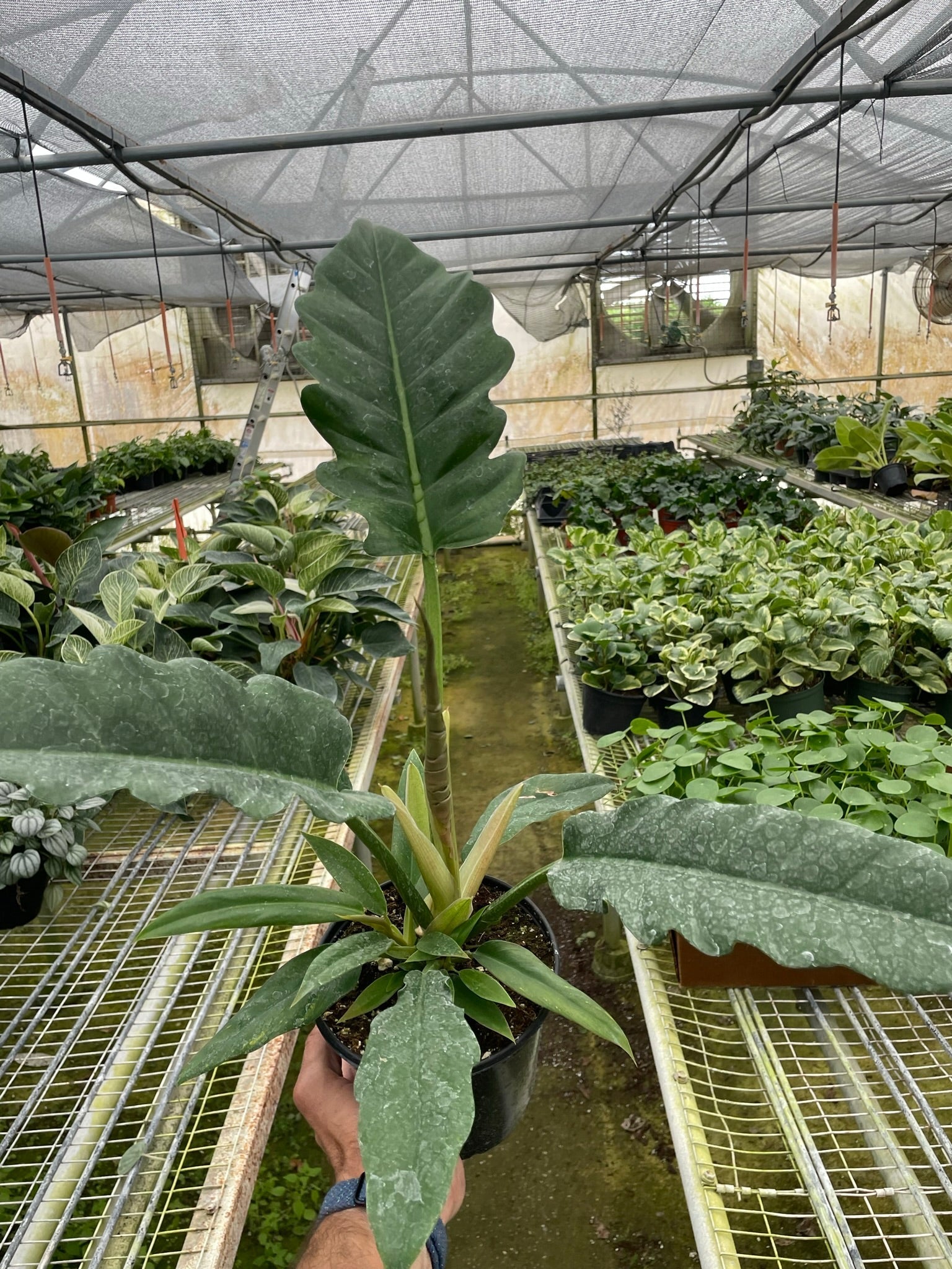 Philodendron 'Jungle Boogie' - Holiday Corner