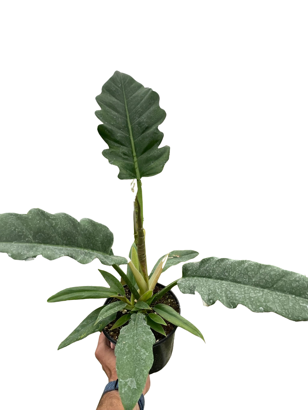 Philodendron 'Jungle Boogie' - Holiday Corner