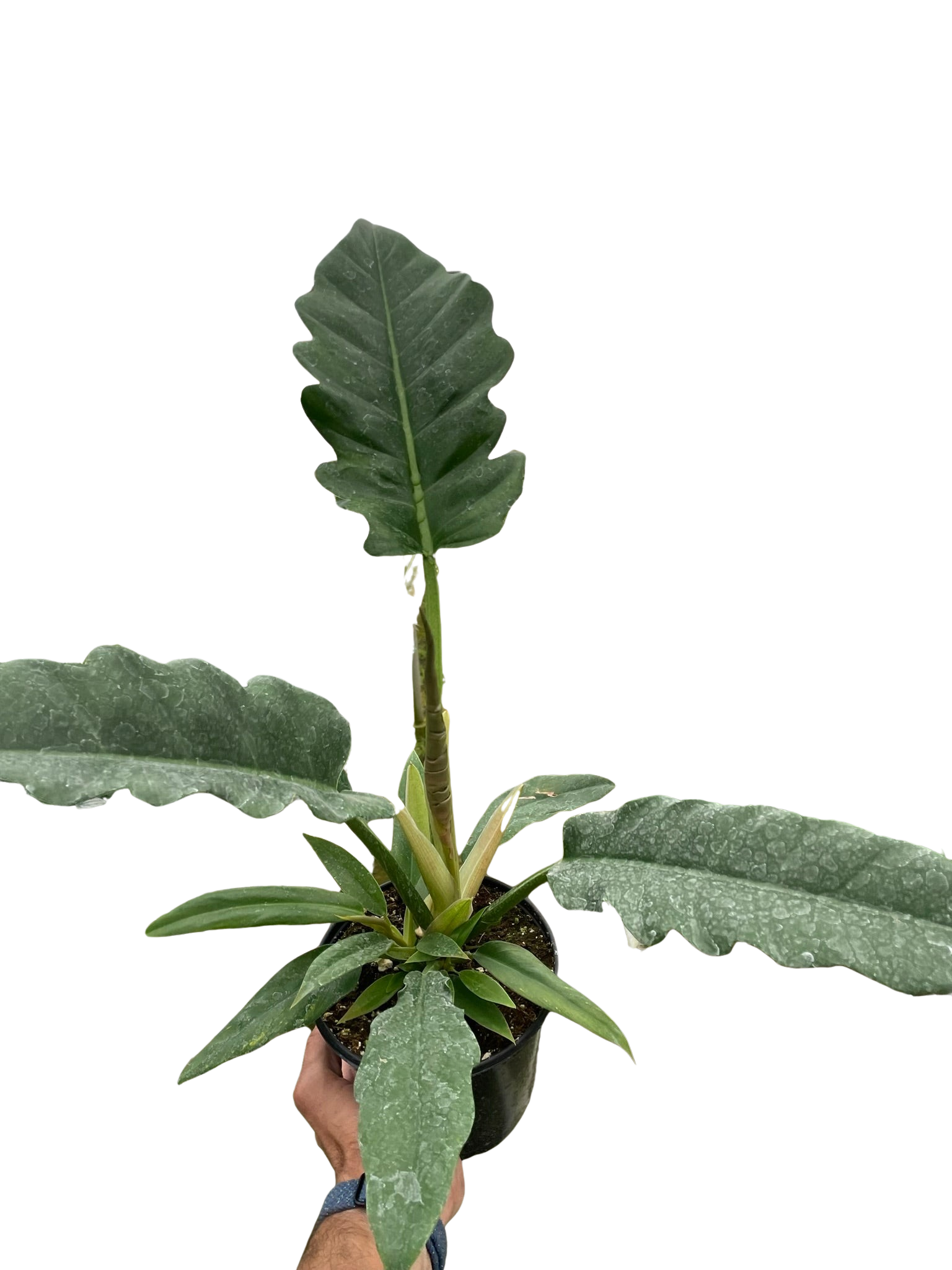 Philodendron 'Jungle Boogie' - Holiday Corner