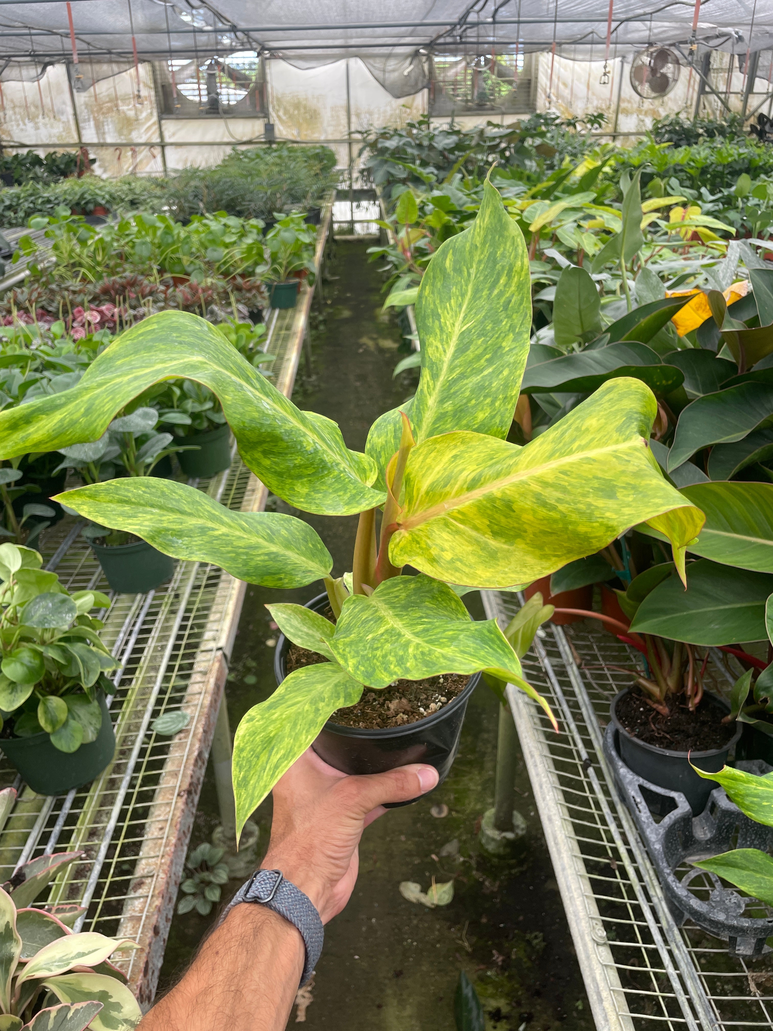 Philodendron 'Orange Marmalade' - Holiday Corner