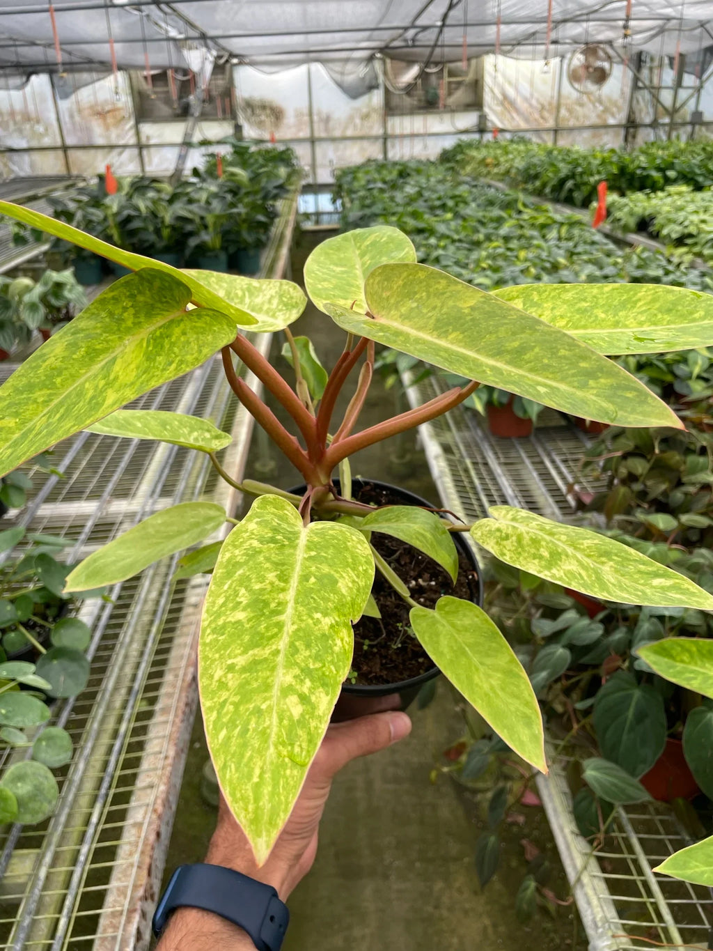 Philodendron 'Painted Lady' - Holiday Corner