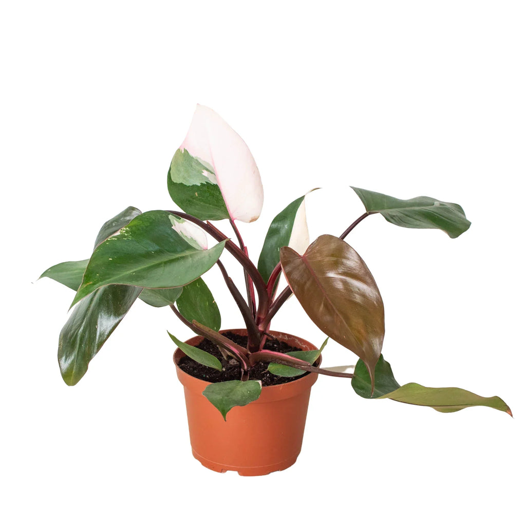 Philodendron 'Pink Princess' - Holiday Corner