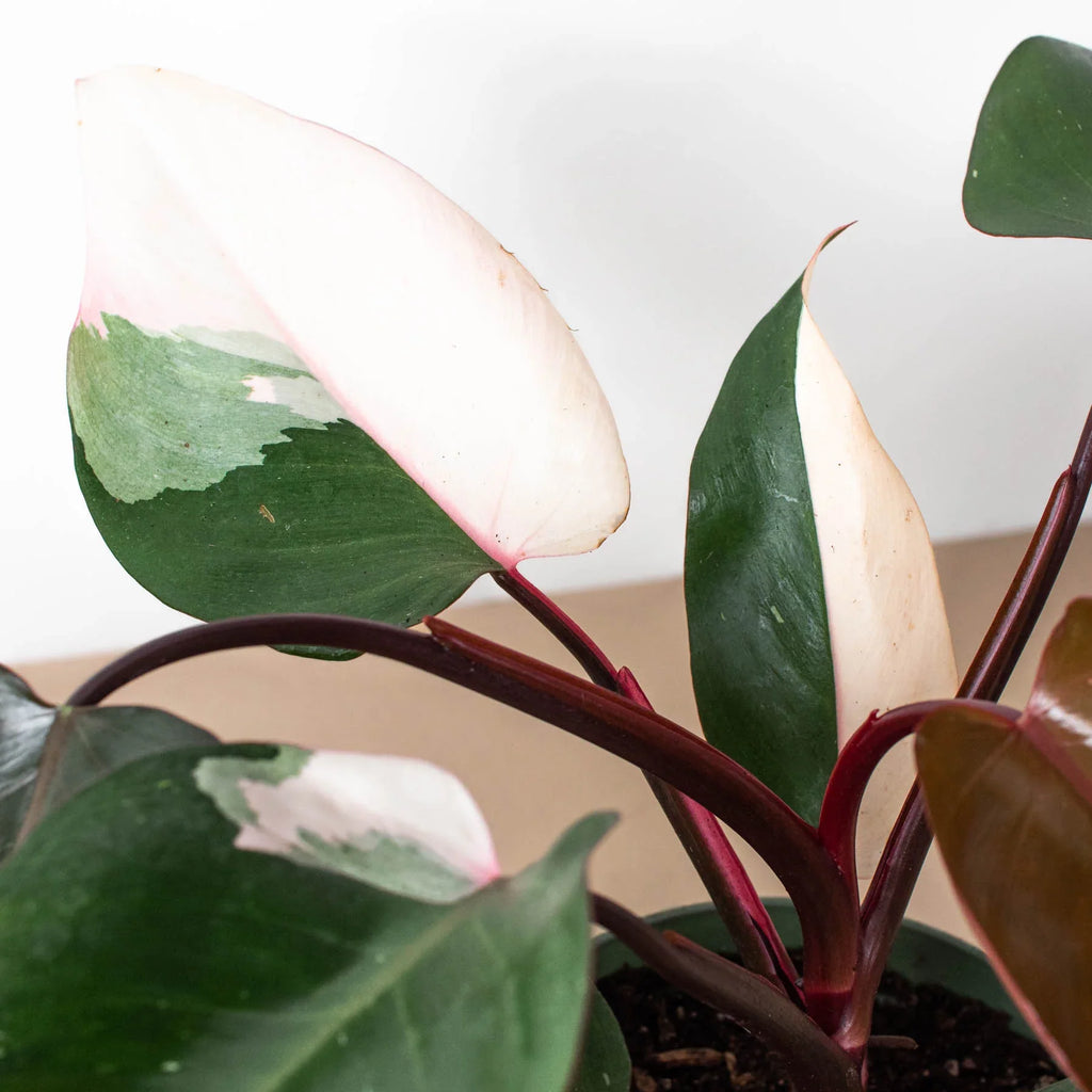 Philodendron 'Pink Princess' - Holiday Corner