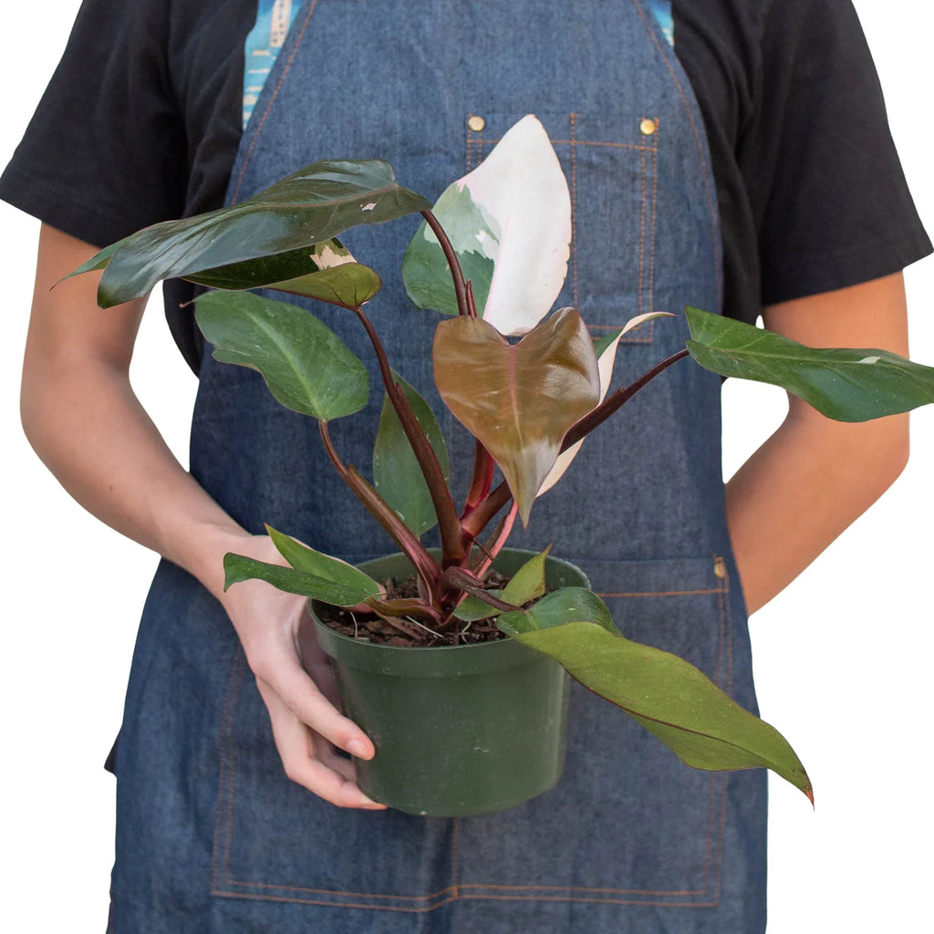 Philodendron 'Pink Princess' - Holiday Corner
